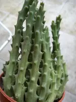 DSC08370.webp