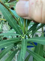 Oleander Samenstaende ausbrechen*05.webp
