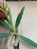 Oleander Samenstaende ausbrechen*06.webp