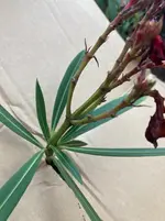 Oleander Samenstaende ausbrechen*.webp