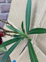 Oleander Samenstaende ausbrechen*01.webp