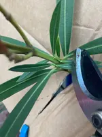 Oleander Samenstaende ausbrechen*02.webp