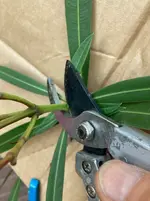 Oleander Samenstaende ausbrechen*03.webp