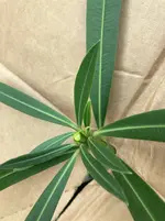 Oleander Samenstaende ausbrechen*04.webp