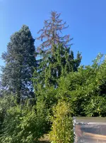 Fällung Rotfichte 22m*.webp