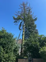 Fällung Rotfichte 22m*02.webp
