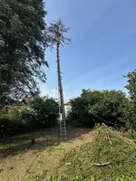 Fällung Rotfichte 22m*03.webp