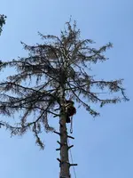 Fällung Rotfichte 22m*04.webp