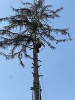 Fällung Rotfichte 22m*05.webp