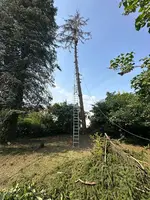 Fällung Rotfichte 22m*06.webp