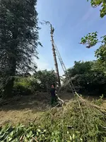 Fällung Rotfichte 22m*07.webp
