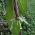 2024FuchsiNu1.webp