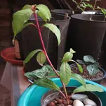 2024FuchsiNu2.webp