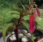 2025FuchsiNu1.webp