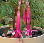 2025FuchsiNu2.webp