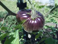 Alice Dreams Ende Juli (2).webp