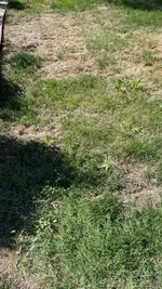 Bermuda new 2.webp