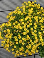 Gallery_1756029623320.webp