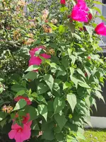 IMG_20250824_122331.webp