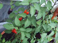 Kuckuck Deaflora (2).webp