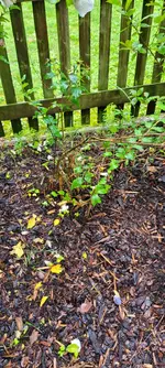 Falscher jasmin.webp