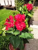 Canna.webp