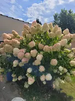17564715308985576322135550073537.webp