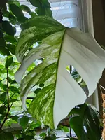 20250829_191548.webp