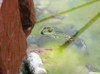 Frosch 1.webp