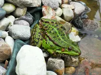 Frosch 2.webp