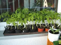 Garten 049.webp