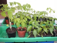 Garten 050.webp