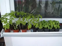 Garten 052.webp