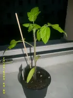 JD800003.webp