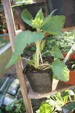 Mohnbrötchenblume.webp