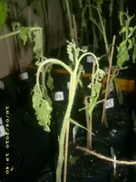 JD800007.webp