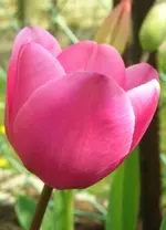 Tulpe.webp