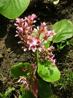 DSCN0552.webp