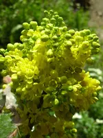 DSCN0551.webp
