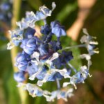 Ceanothus.jpg