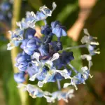 Ceanothus.webp