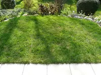 Rasen.webp