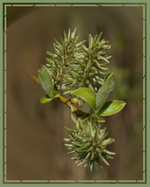 Knospen-1.webp