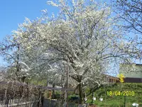 100_2397.webp
