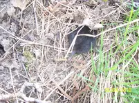 100_2401.webp