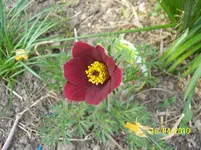 100_2377.webp