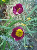 100_2378.webp