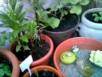 Mini-Teich.webp