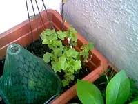 Johannisbeere.webp