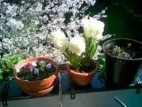 Blüten.webp